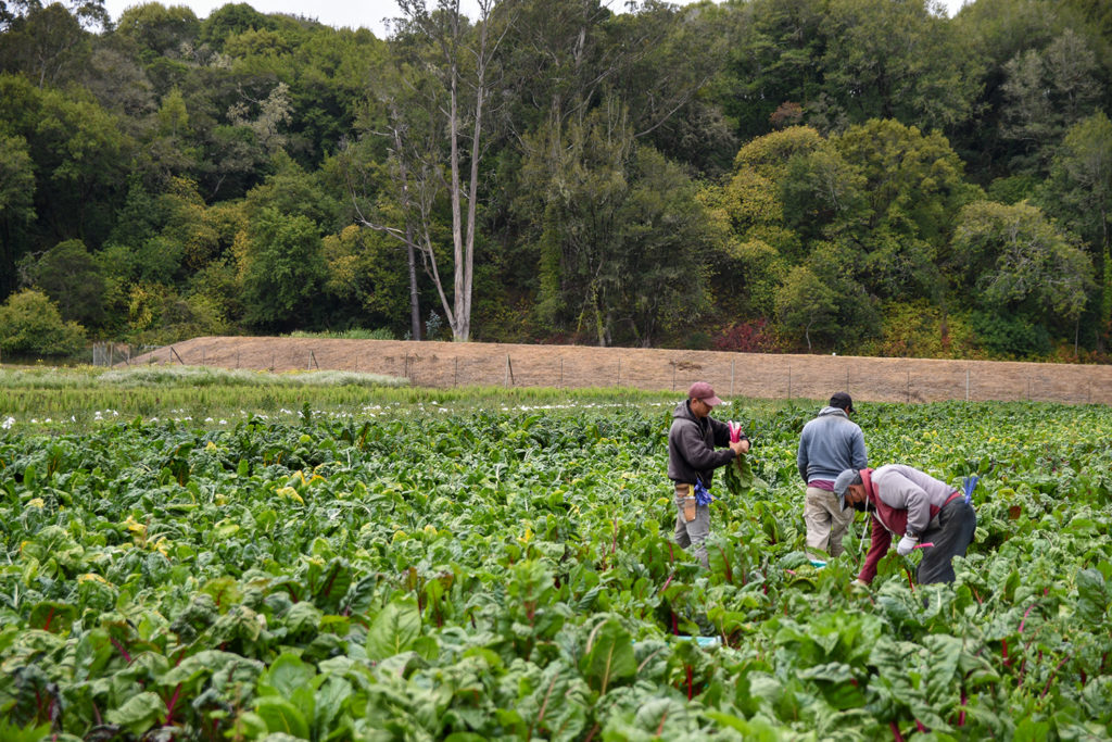 Farmworkers working in a field of vegetables